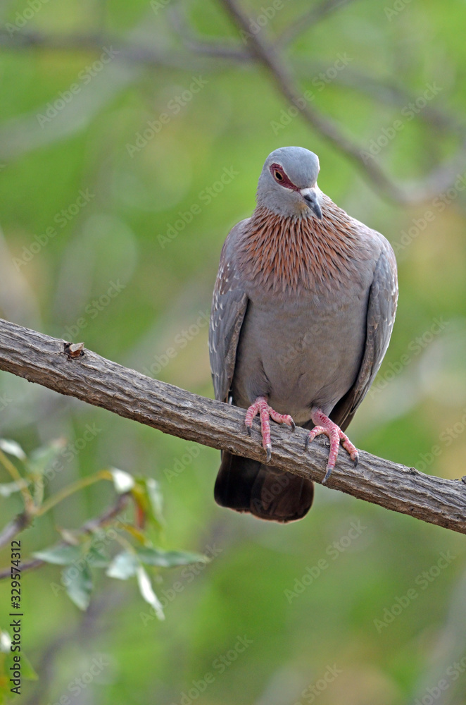 Obraz premium Speckled Pigeon