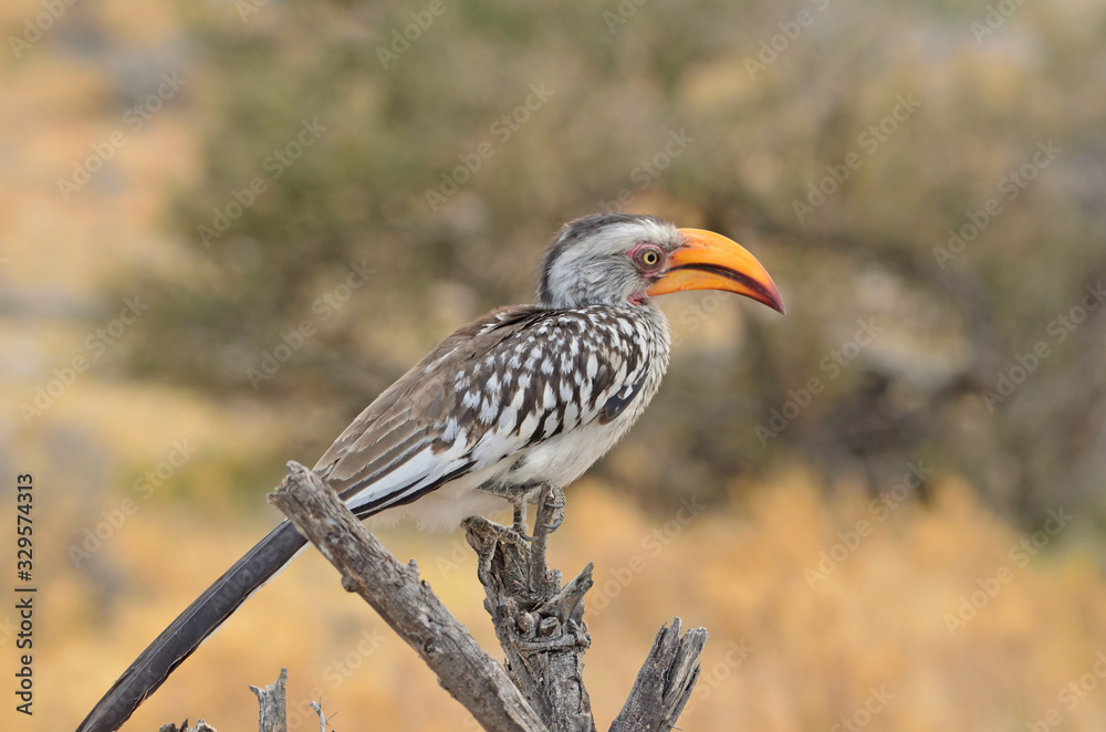 Obraz premium Southern Yellow-billed Hornbill
