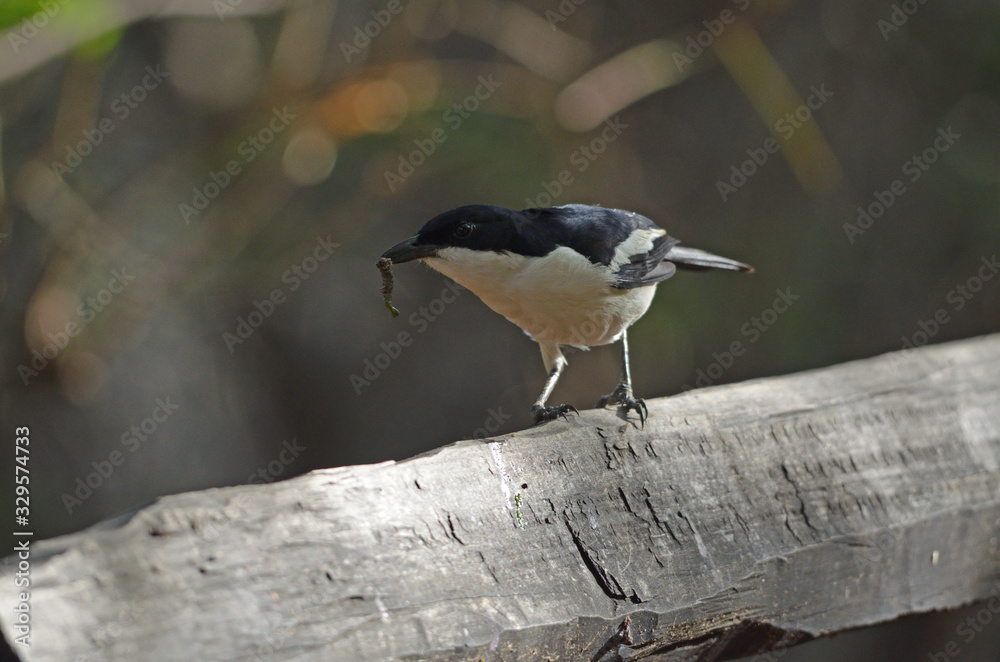 Fototapeta premium Swamp Boubou