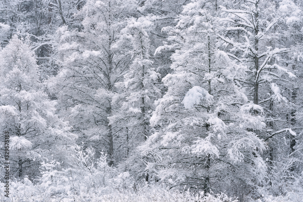 Winter landscape of a snow flocked tamarack forest, Michigan, USA Winter landscape of a snow flocked tamarack forest, Michigan, USA