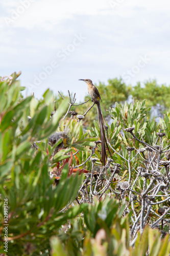 Cape Sugarbird on a Protea Bush  in the Overberg photo