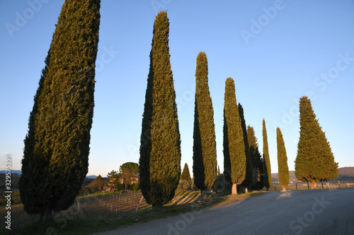 Cypress trees at Mercatale Val di Pesa, Tuscany. Italy.