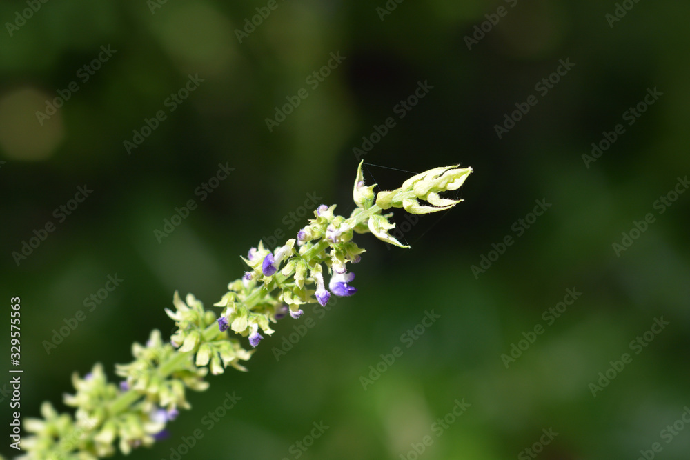 Fototapeta premium Painted nettle