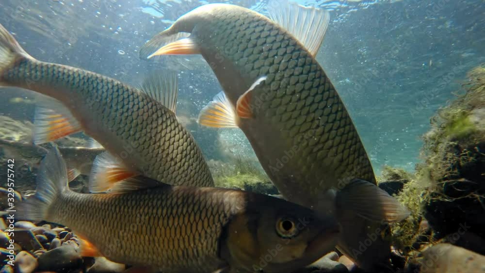 Underwater footage of freshwater fish shoaling in alpine river Stock ...