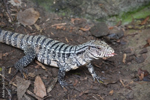black and white monitor lizard crawling on the ground