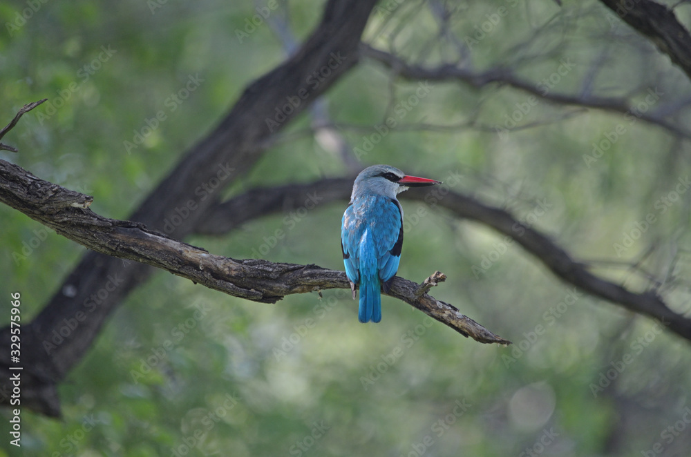 Woodland Kingfisher Woodland Kingfisher