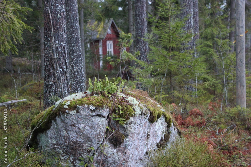house in the forest house in the forest