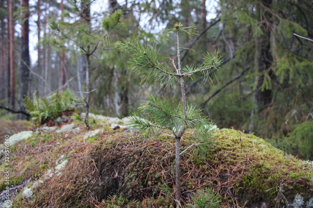 spruce on stone