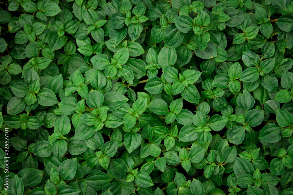 Obraz premium nature background, closeup leaves texture, tropical leaves