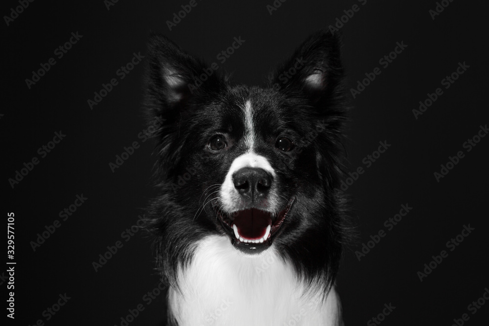 Portrait of a funny black and white dog. Breed Border Collie.
