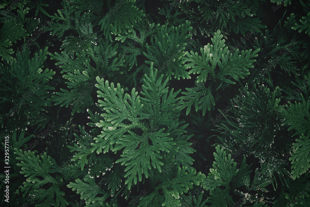 nature background, closeup leaves texture, tropical leaves nature background, closeup leaves texture, tropical leaves