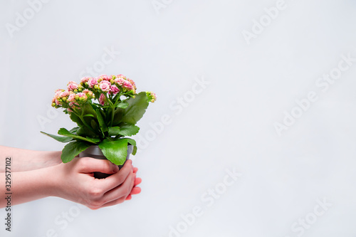 On a white isolated background in the hands of a girl potted flower Kalanchoe