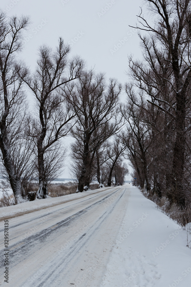 Winter view of the old elms and the road Winter view of the old elms and the road