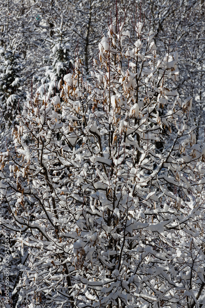 snow lace on branches of trees
