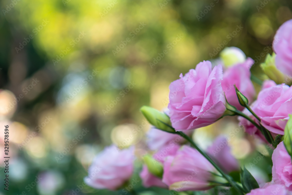 Obraz premium Sweet color roses in soft style garden. Raindrops every morning with in nature. Create atmosphere of love. Soft focus.