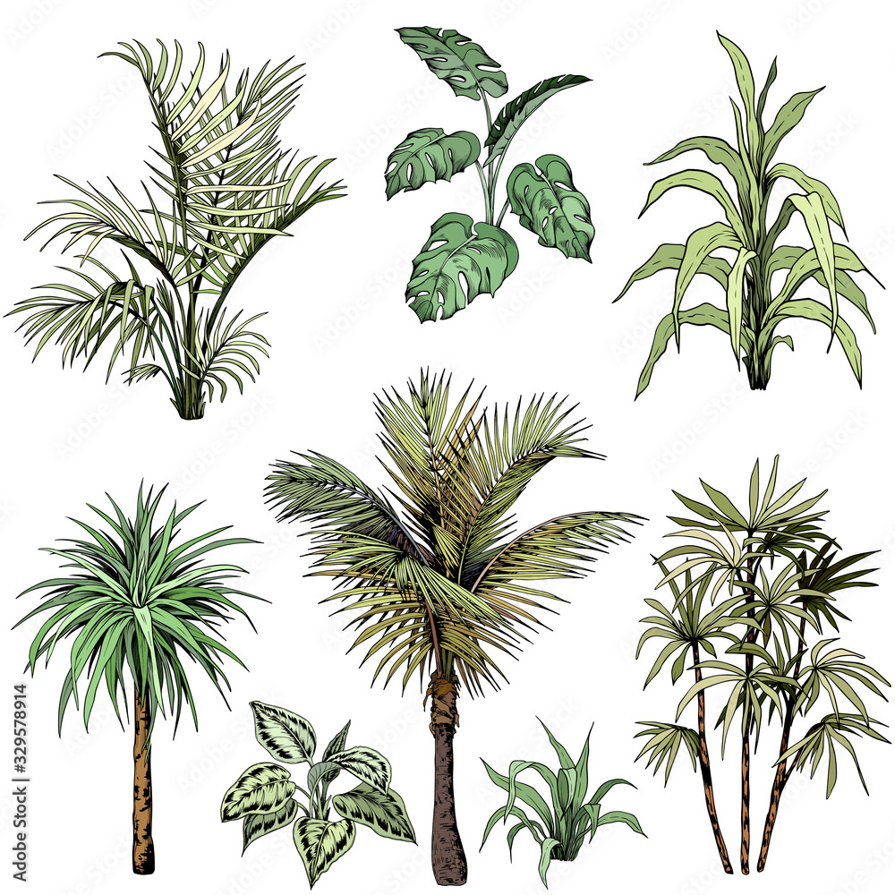 Set of different tropical palm leaves and trees.