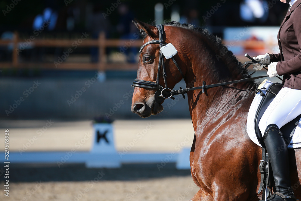 Obraz premium Dressage horse in head portraits with reins adopted and ears pricked..