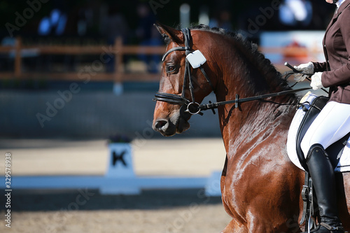 Dressage horse in head portraits with reins adopted and ears pricked.. © RD-Fotografie