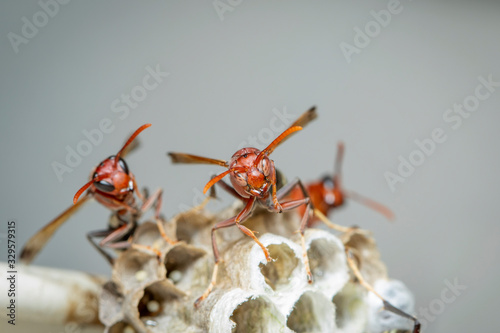 Image of Common Paper Wasp / Ropalidia fasciata and wasp nest on nature background. Insect. Animal © yod67
