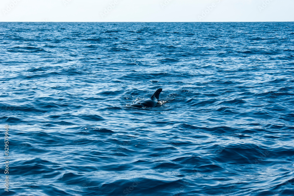 Fototapeta premium The back and fin of a Grinda whale against a beautiful seascape. A fin sticking out of the water.