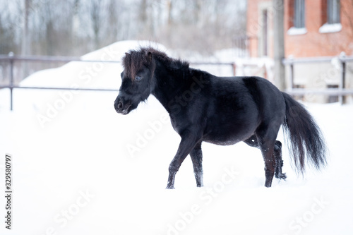 Black pony in manege at winter day