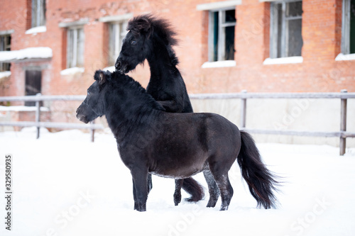 Black pony in manege at winter day © svetlanistaya