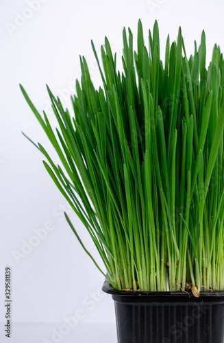 green grass in a pot isolated on white