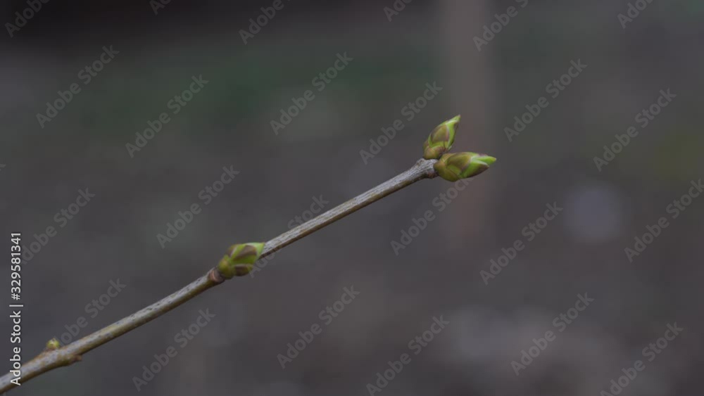 Tree branch with tiny buds. Branch of tree with small fresh buds growing in spring time Tree branch with tiny buds. Branch of tree with small fresh buds growing in spring time