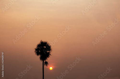 A lonely palmyra palm tree against sunset sky background.