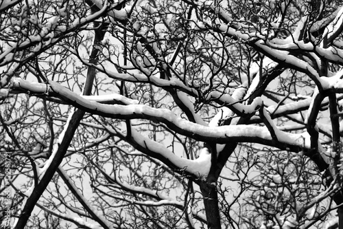 Obraz na płótnie Black and white w salonie