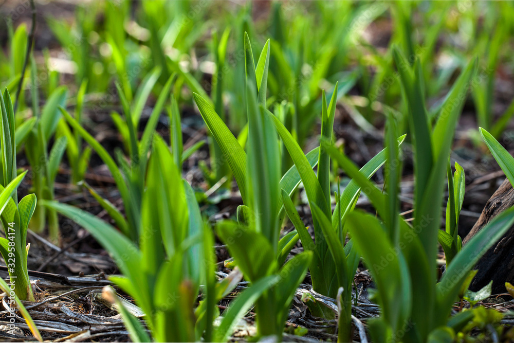 Obraz premium Fresh green spring plant flowers firs leves coming out from the thaw ground close up beautiful background