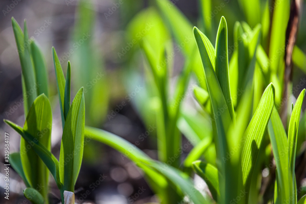Obraz premium Fresh green spring plant flowers firs leves coming out from the thaw ground close up beautiful background