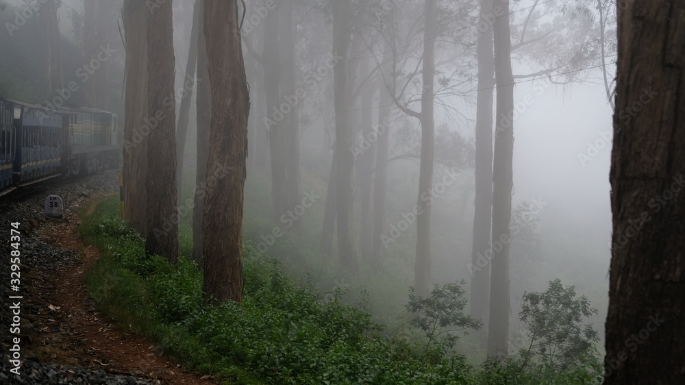 Obraz premium fog in the forest