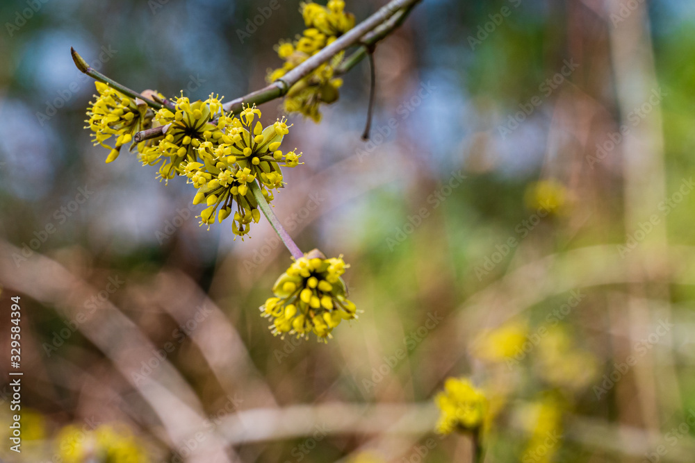 Beautiful yellow flowers on branch of carnelian cherry (Cornus mas, European dogwood, dogwood) on blurred background. Selective focus. Blooming spring landscape garden. Nature concept for design. Beautiful yellow flowers on branch of carnelian cherry (Cornus mas, European dogwood, dogwood) on blurred background. Selective focus. Blooming spring landscape garden. Nature concept for design.
