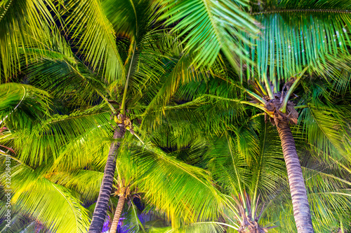 Fototapeta Naklejka Na Ścianę i Meble -  Large coconut palm leaves on the nature