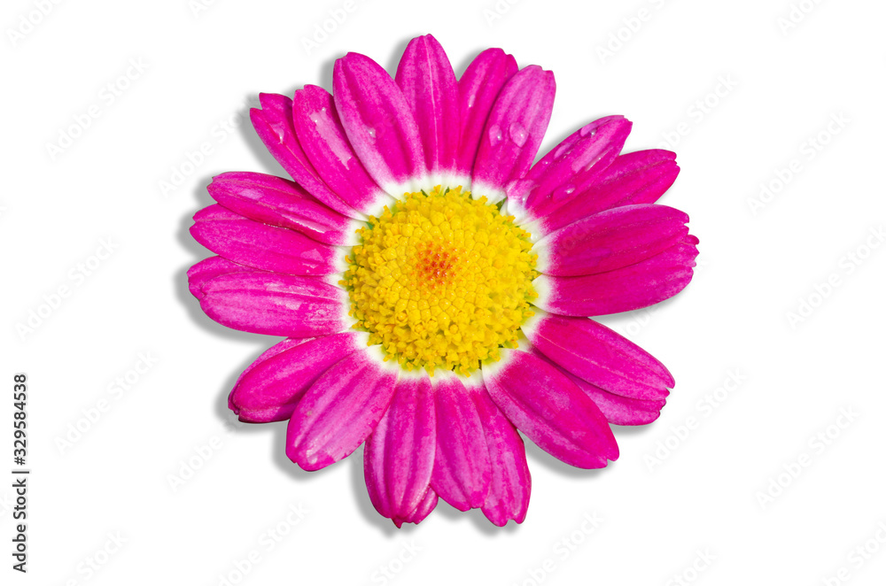 Pink flowers in a white patterned background Pink flowers in a white patterned background