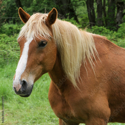  portrait of a horse with its blond mane