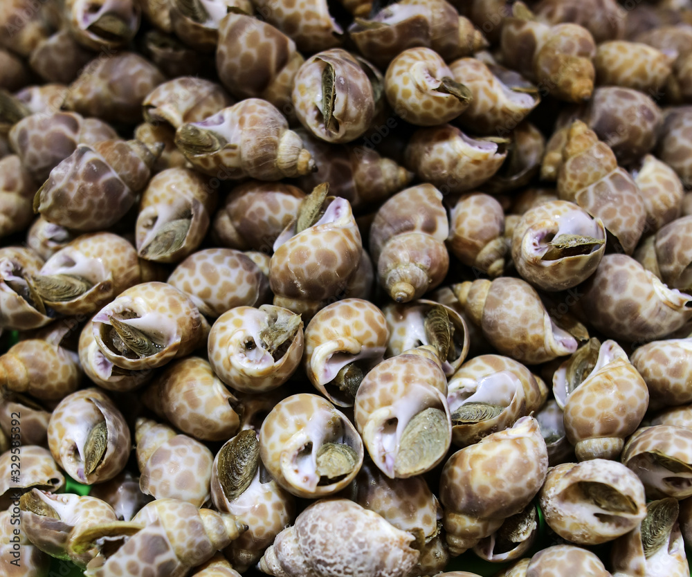 Seashells with a large and long body. Seashells with a large and long body.
