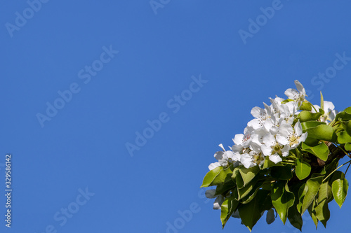 Blooming tree in the spring garden against the blue sky. Beautiful Spring natural Background . For add text . Nature concept for design. Close Up. Shallow depth. Greeting card background. Horizontal 