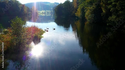 Flight over swan family on a lake with sun reflection in autumn