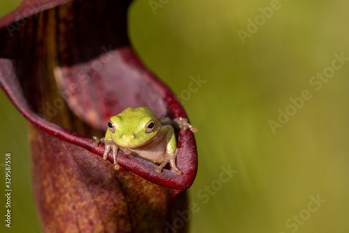 Baumfrosch (Hyla sp.) in Sarracenia alata, Stone County, Mississippi, USA photo