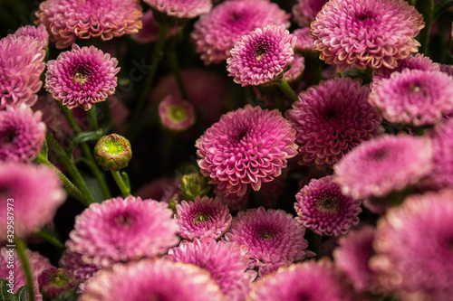 flowers in the garden