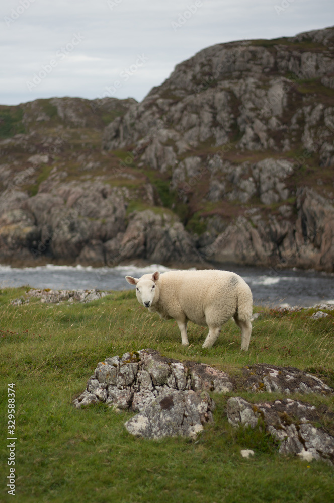 Fototapeta premium sheeps in scottish highlands at coast
