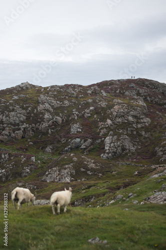 sheeps in scottish highlands at coast