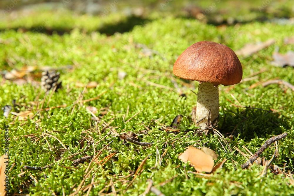 edible mushroom boletus close up is on the moss in forest edible mushroom boletus close up is on the moss in forest