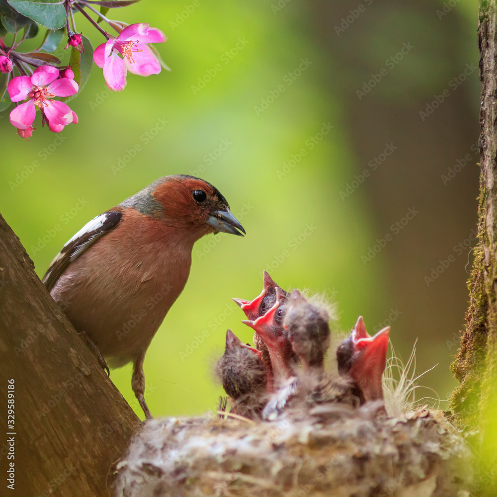 square portrait of a songbird male Finch feeding its hungry Chicks in a nest in a spring blooming may garden square portrait of a songbird male Finch feeding its hungry Chicks in a nest in a spring blooming may garden
