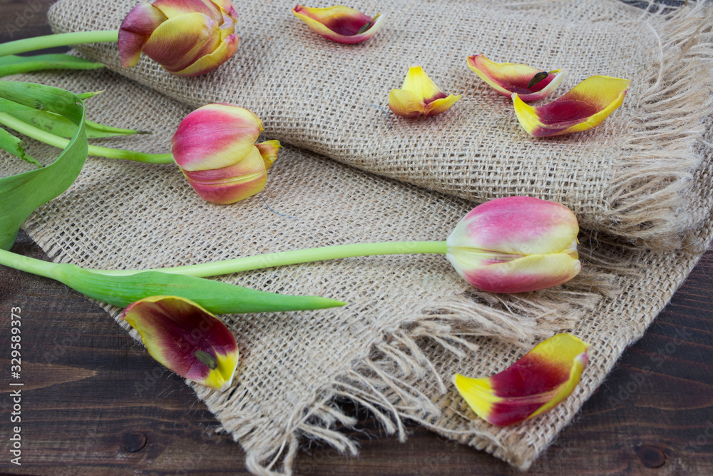beautiful yellow and pink Tulip leaves on an old wooden table