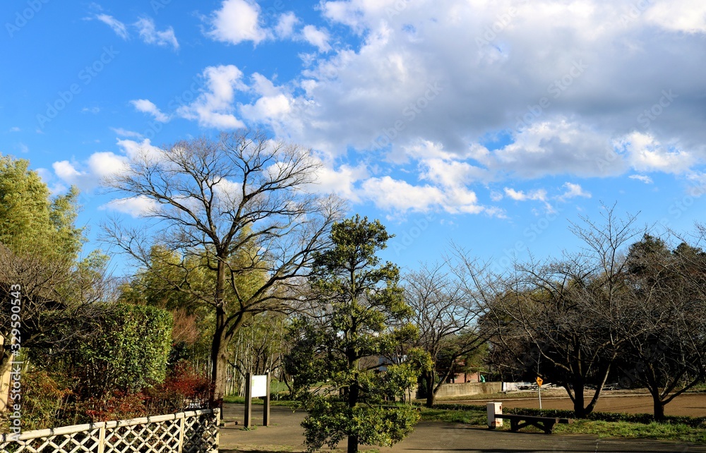 青空　木　緑　癒し　風景　茨城　春