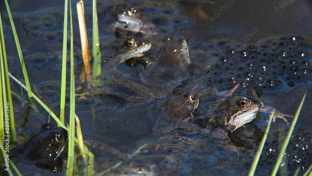 European common frogs (Rana temporaria) floating among frogspawn in pond