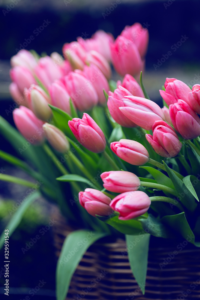Fototapeta premium huge bouquet of pink tulips in amsterdam